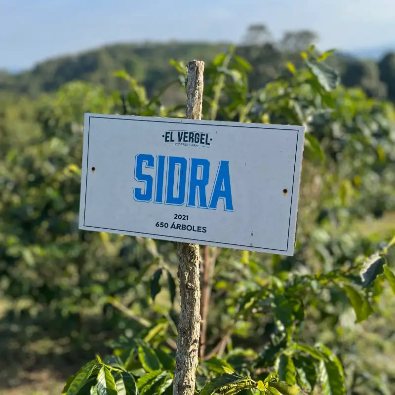 Magnum Sidra - Colombie