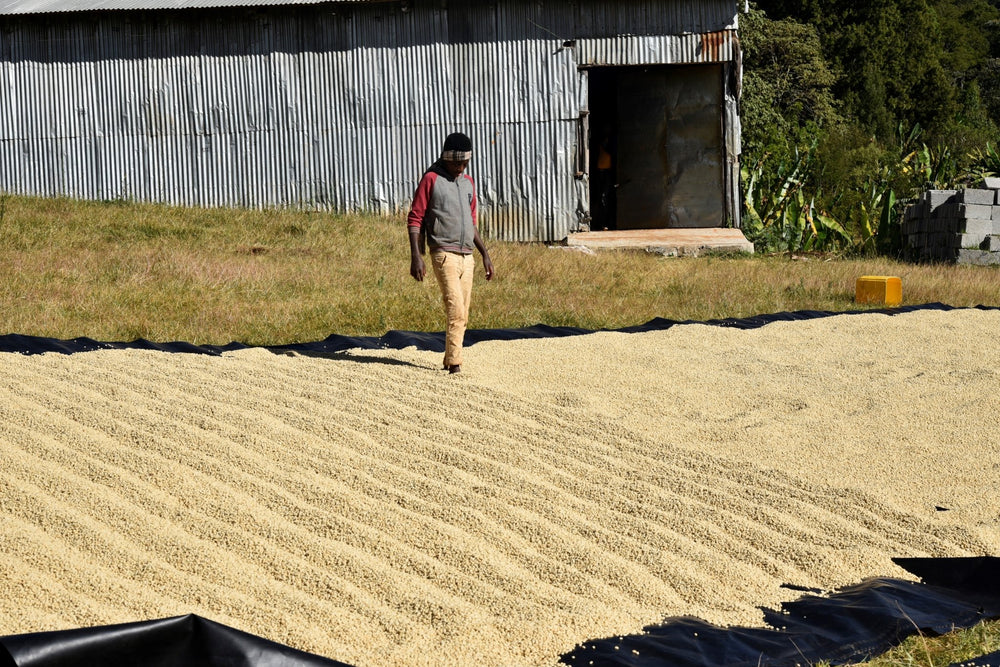 Café Addis Adeba - Dose Family