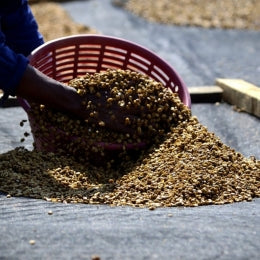 Nature, lavé et honey dans le café ? De quoi parle t-on ?