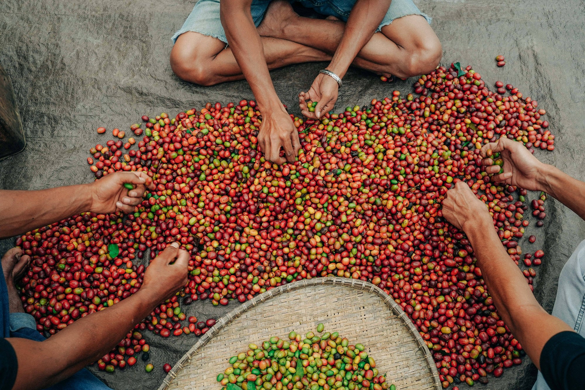 Arabica vs Robusta : quelles différences de goût ? - Dose Family