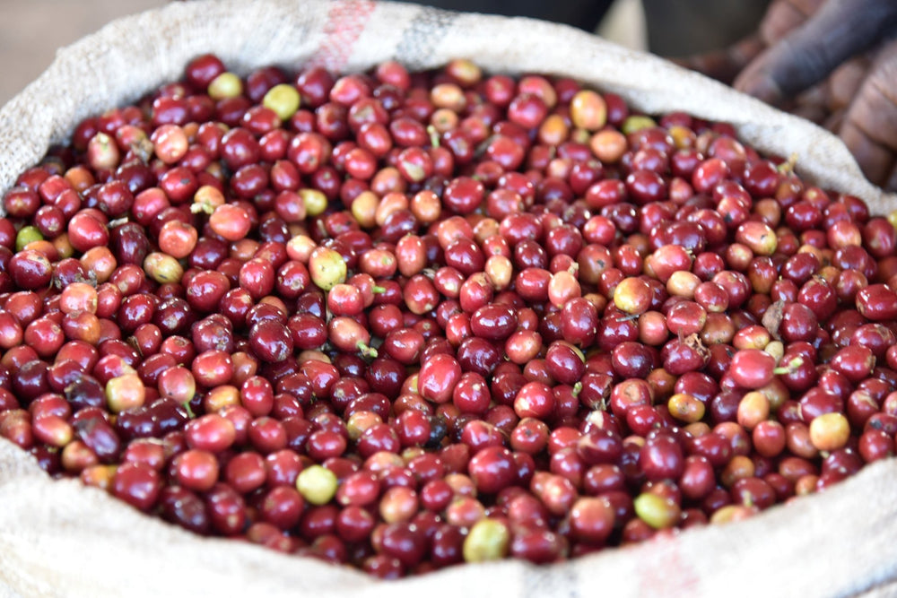 Café Addis Abeba - Dose Family