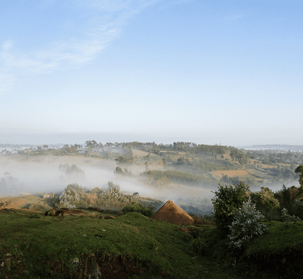 Café Fruité - Dose Family