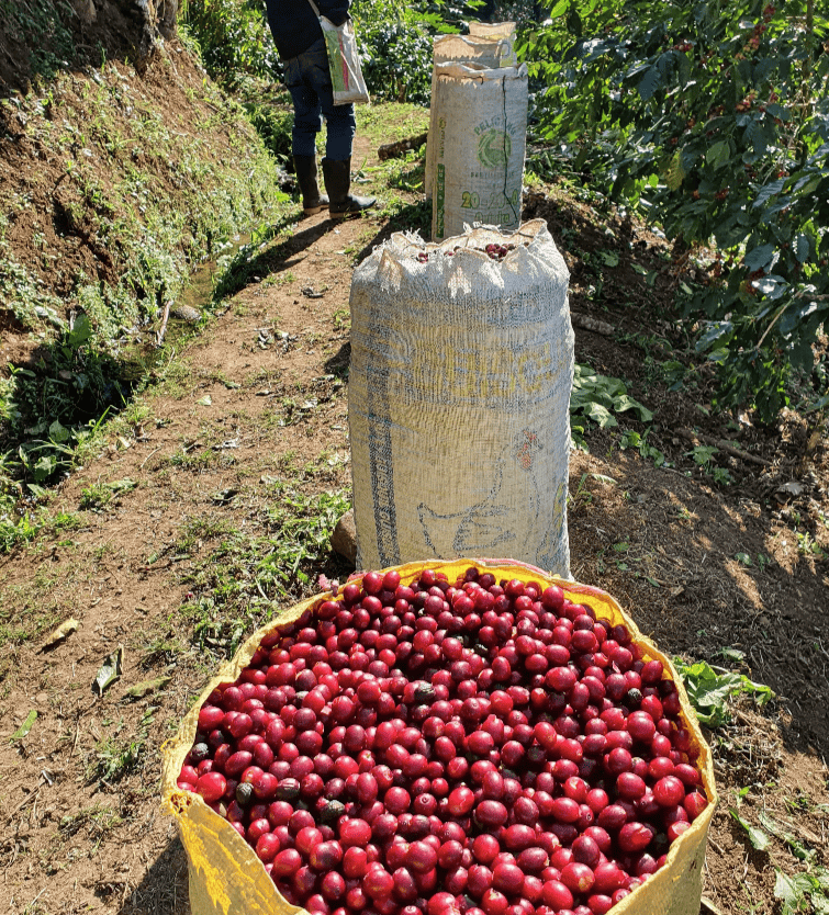 Café La Aurora (Pro) - Dose Family